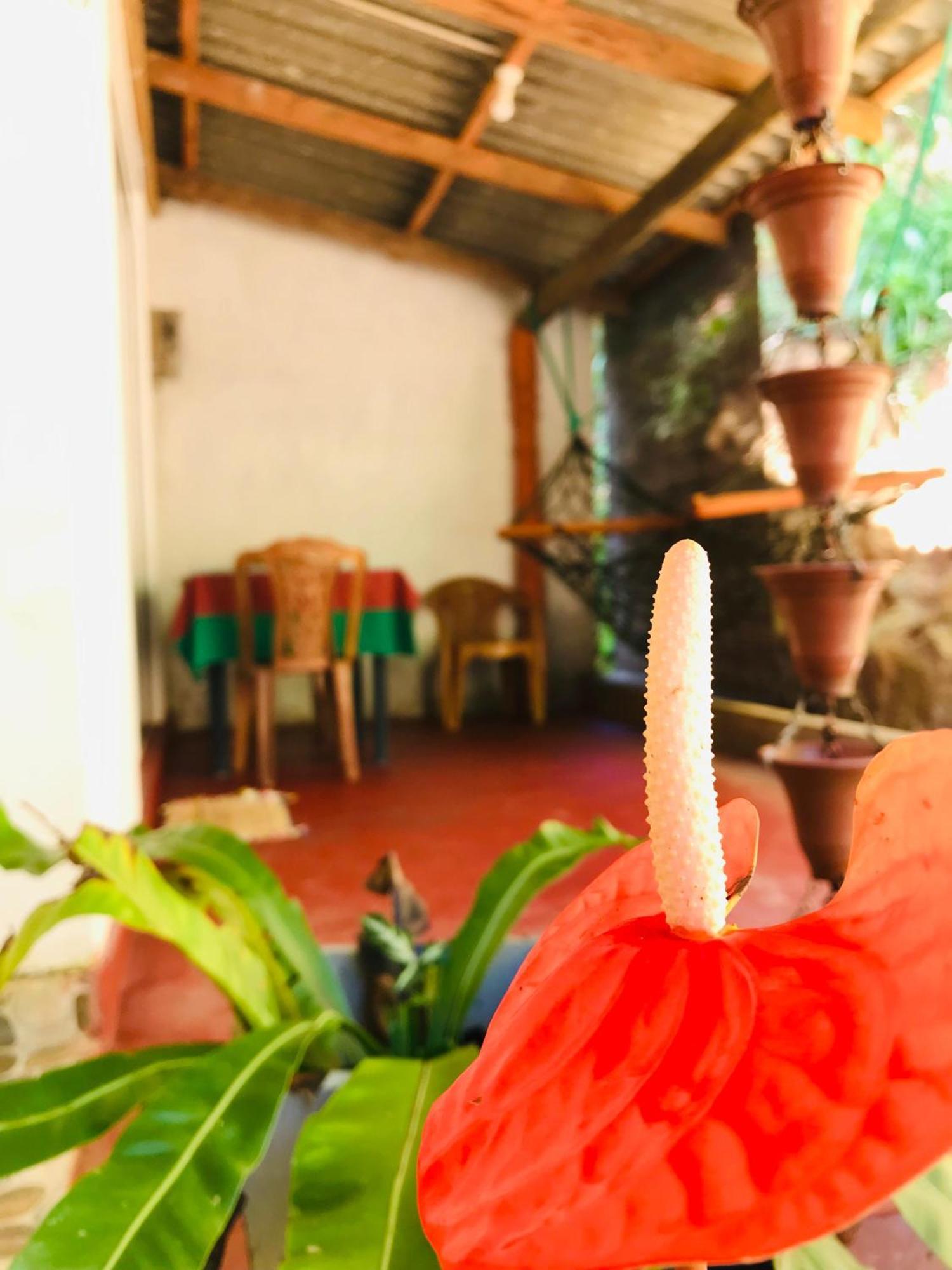 Ella Jungle Inn Homestay And Tree House Bagian luar foto