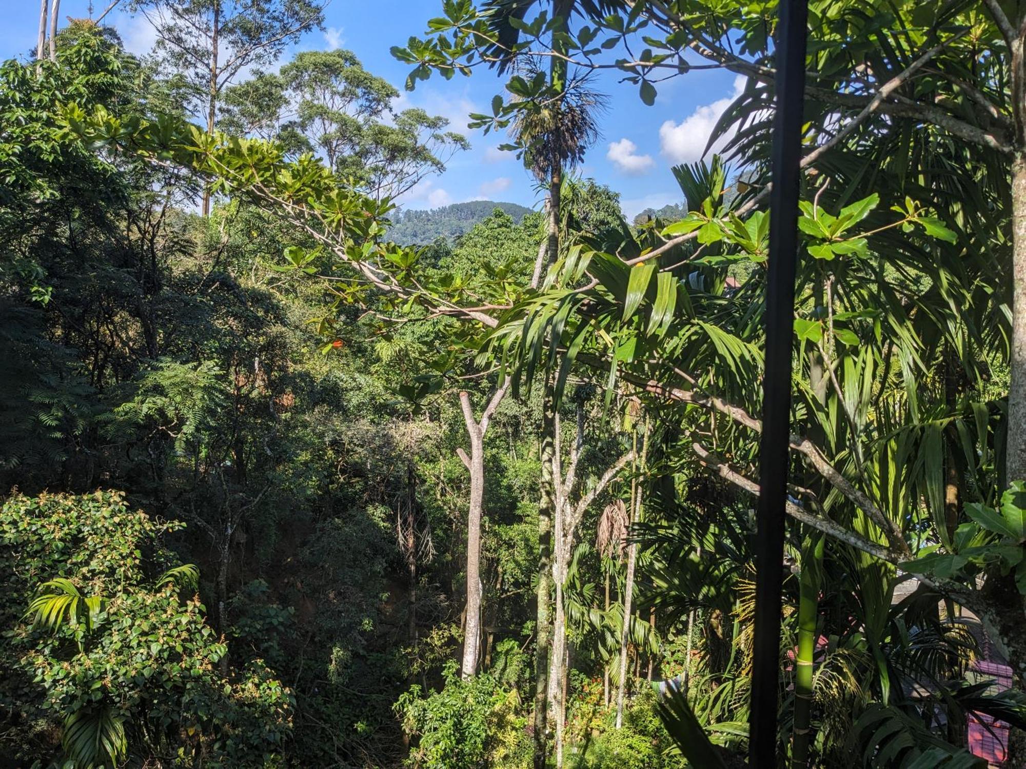 Ella Jungle Inn Homestay And Tree House Bagian luar foto
