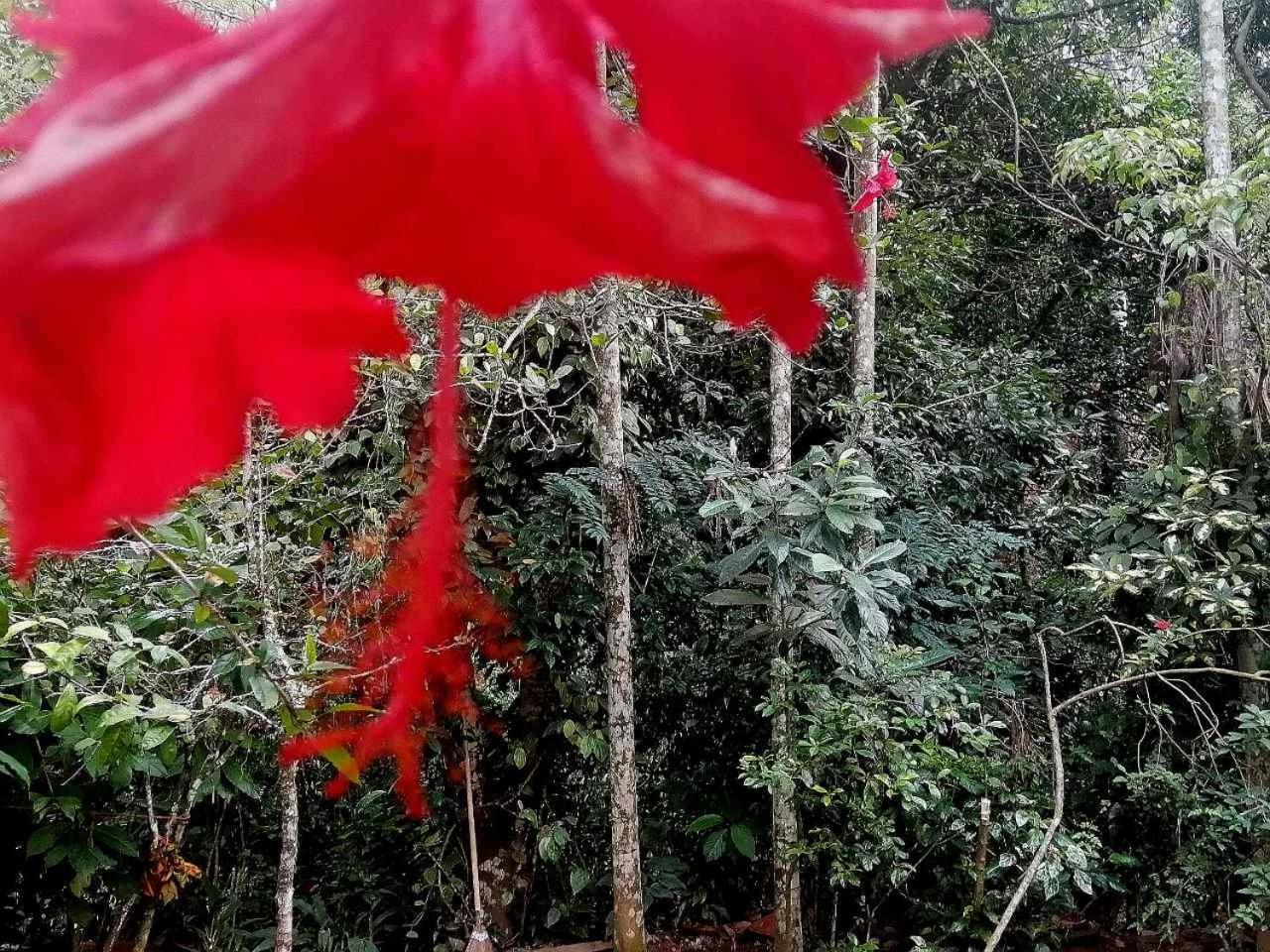 Ella Jungle Inn Homestay And Tree House Bagian luar foto