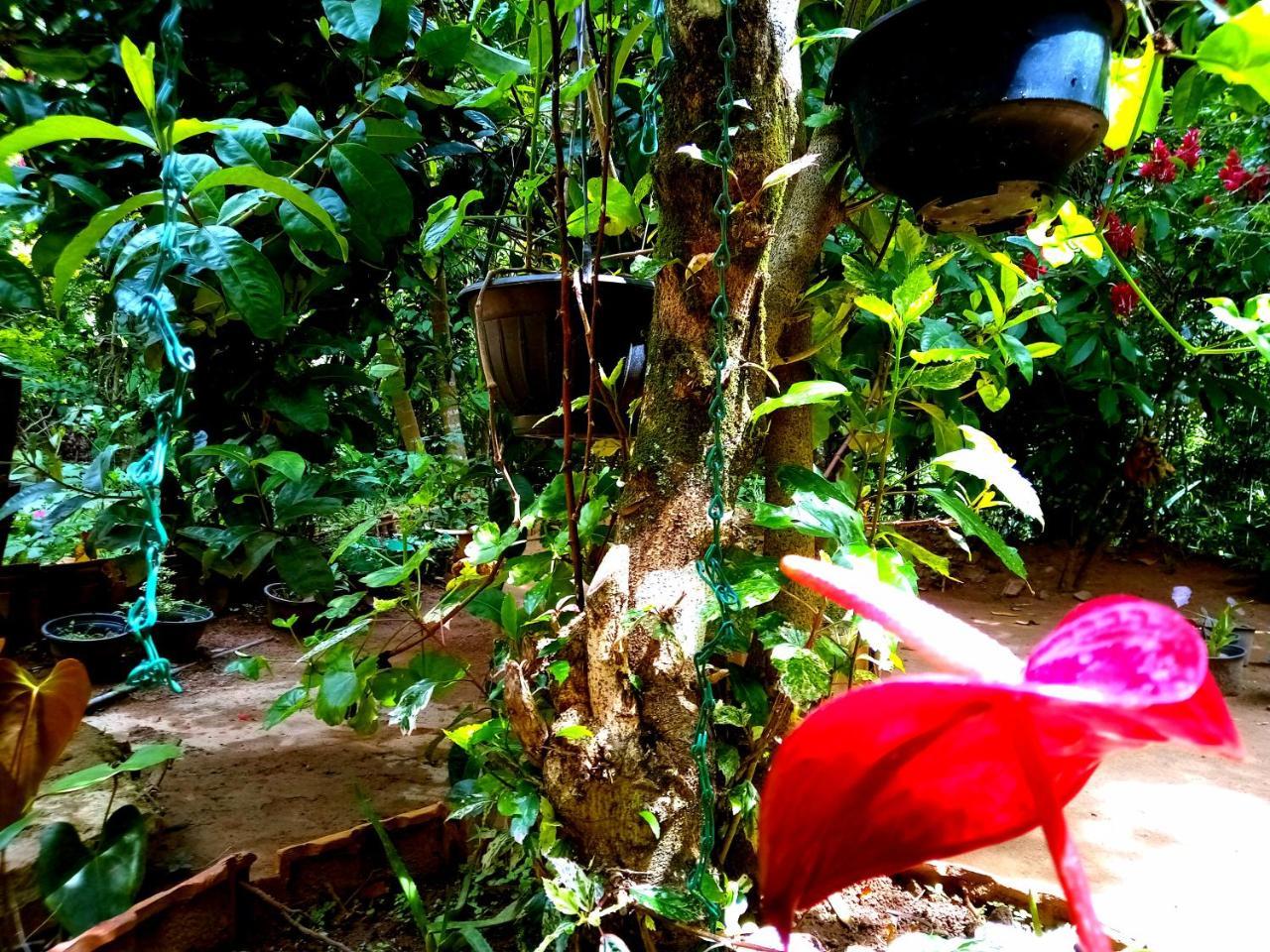 Ella Jungle Inn Homestay And Tree House Bagian luar foto