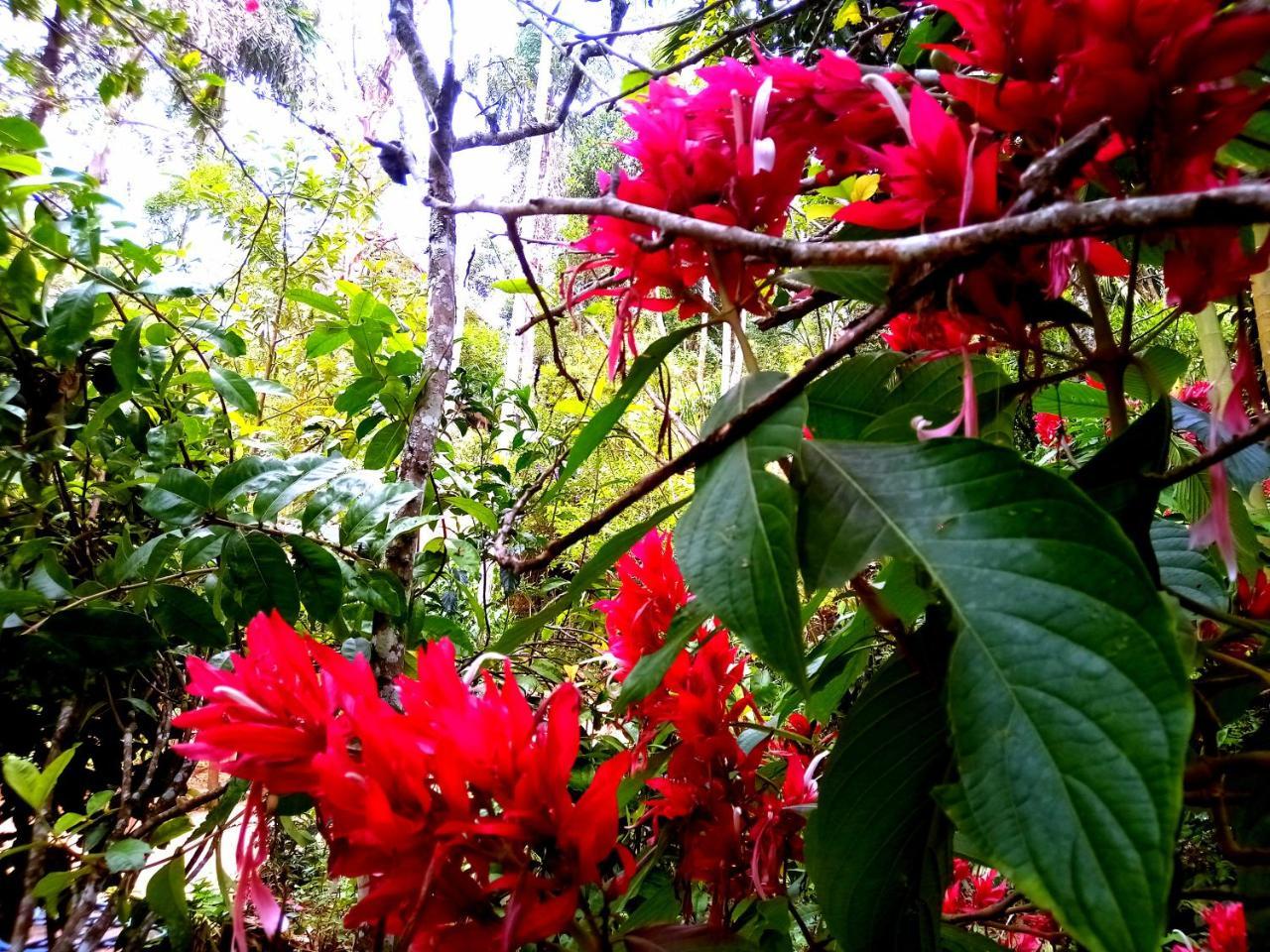 Ella Jungle Inn Homestay And Tree House Bagian luar foto