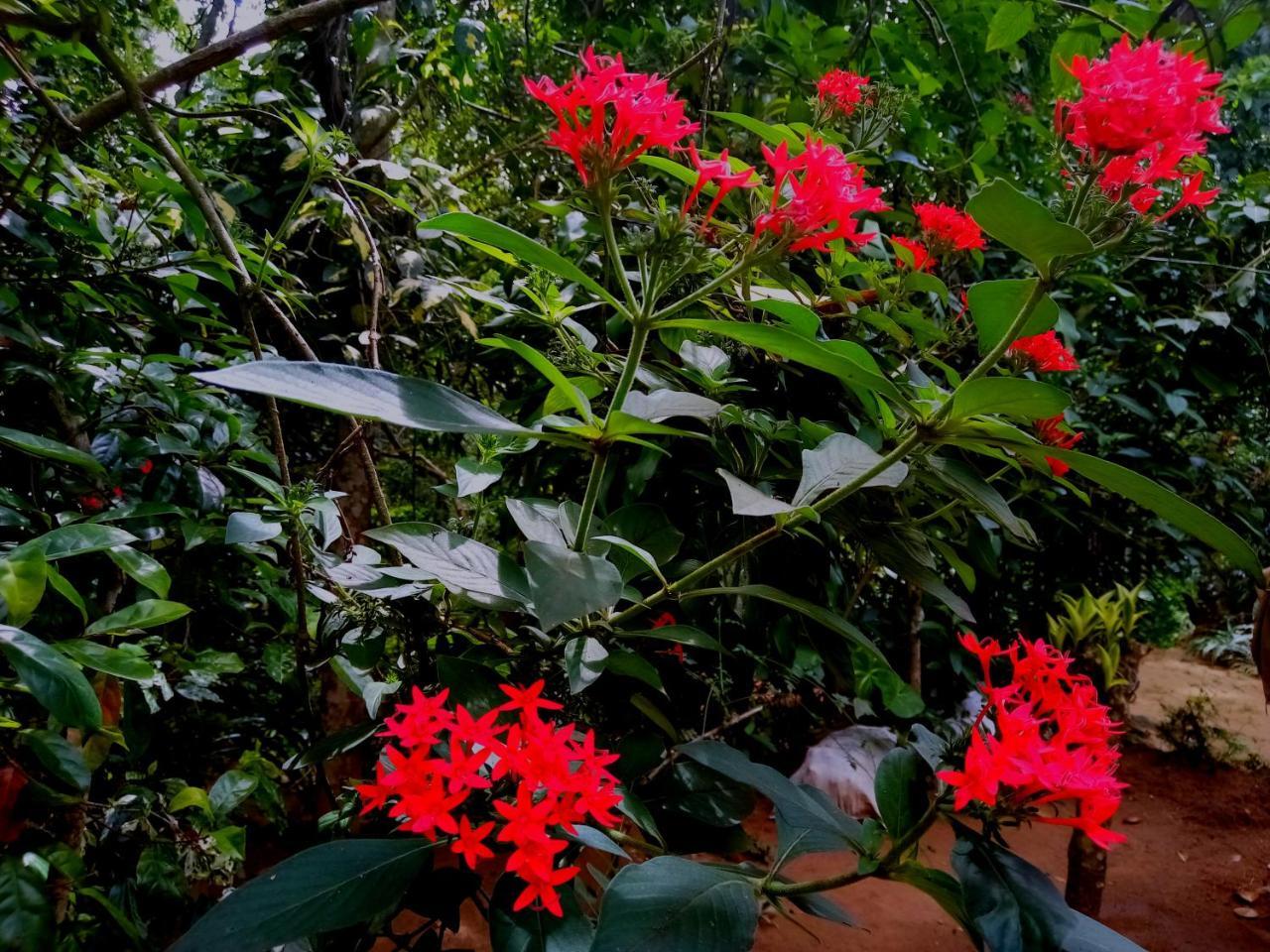 Ella Jungle Inn Homestay And Tree House Bagian luar foto